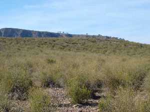 Matorrales en Almadenes 