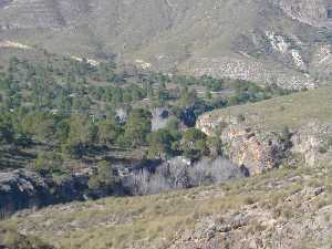 Pinares cercanos al Can de los Almadenes 