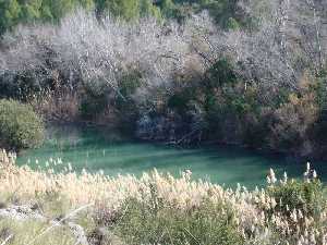 Vegetacin de ribera en el Segura 