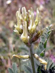 Astragalus nitidiflorus, endemismo del Campo de Cartagena