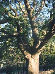 Celtis australis. Detalle de tronco y ramas principales.