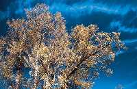 lamo bastardo (Populus canescens)