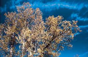 lamo bastardo (Populus canescens)