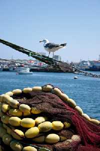 Gaviota patiamarilla sobre un cabo, en puerto