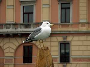 La gaviota patiamarilla es un ave fuerte y de porte esbelto