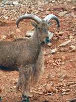 Mufln del Atlas