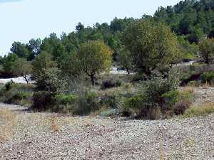 Poblacin de la sierra del Gigante (Lorca), en el extremo ms meridional del rea de distribucin ibrica