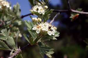 Los majoleteros florecen en primavera