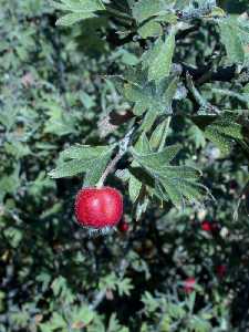 Los frutos son similares a pequeas manzanas de color rojo