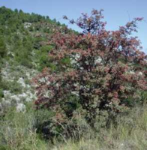 Majoletero plateado (Crataegus laciniata)