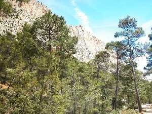 Detalle de la verticalidad de las Parede de Leyva, paraiso de escaladores y zona de hbitat del bho real y el hlcn peregrino. P. R. Sierra Espua.