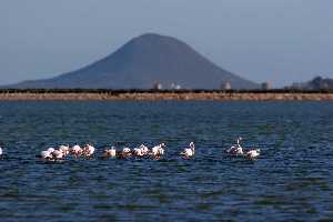 Primer plano de los flamencos en las salinas de San Pedro del Pinatar. Al fondo, isla Redonda