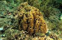 Figura 1. Las esponjas son un buen ejemplo de los organismos que viven fijos al fondo marino 