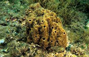 Figura 1. Las esponjas son un buen ejemplo de los organismos que viven fijos al fondo marino 