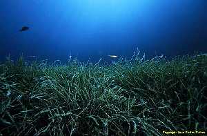 Figura 7. La pradera de Posidonia oceánica es una comunidad bentónica que no se recupera una vez que desaparece por impacto ambiental 