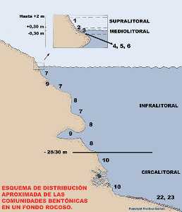 Figura 8. Esquema de distribución aproximada de las comunidades bentónicas en un fondo rocoso - Cristina Eisman