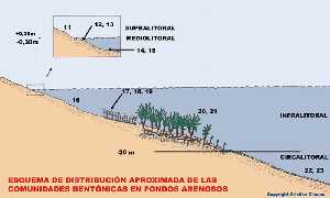 Figura 9. Esquema de distribucin aproximada de las comunidades bentnicas en un fondo arenoso 