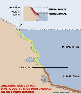 Figura 3. Esquema del perfil del relieve submarino en un corte transversal de un fondo rocoso con la distribucin de las zonas hasta los 50 m de profundidad 