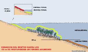 Figura 4. Esquema del perfil del relieve submarino en un corte transversal de un fondo arenoso con la distribucin de las zonas hasta los 50 m de profundidad 