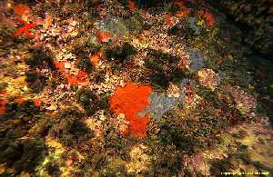 Figura 2. Una mezcla entre algas y coloristas esponjas es también típico de este paisaje