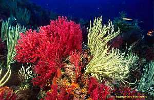 Figura 1. El paisaje profundo al que da lugar un bosque de gorgonias es de los más espectaculares del Mediterráneo 
