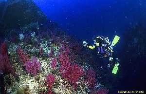 Figura 2. En Murcia, los buceadores podemos disfrutar del paisaje de coralígeno más desarrollado en los fondos de la Reserva Marina de Cabo de Palos. Islas Hormigas 