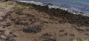 Figura 1. Aspecto de la comunidad en una playa de arena con arribazones en puntas de Calnegre 