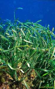 Figura 5. Hojas de Posidonia recubiertas de algas e invertebrados de pequeño tamaño 