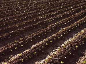 Huerta tradicional cultivada en las proximidades de Murcia