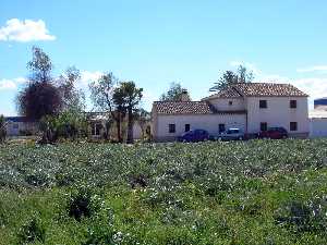 Campo alcachofas en Tercia [Tercia]