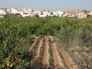 Alcorques en la huerta de Javal Nuevo 