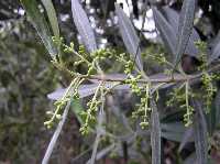 Flor del olivo