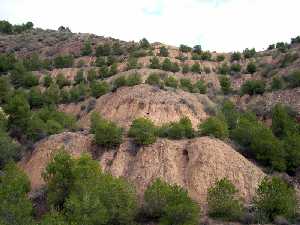 Pinos Jvenes en Tercia