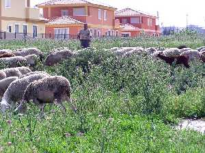 Ganado ovino pastando en los huertos