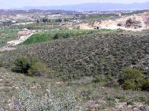 Monte bajo de Rambla Salada