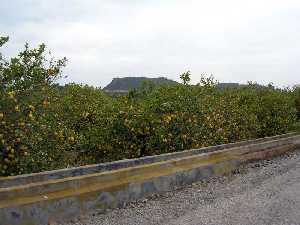 Vista de acequia y ctricos