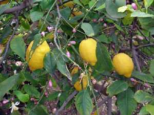 Limonero con Limones y Flor