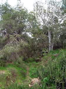 Paisaje de vegetacin en Los Cuadros