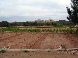 Vivero de pinos en Los Cuadros