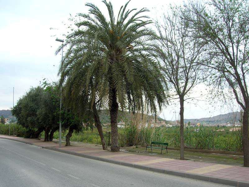 Paseo hacia el Esparragal[Esparragal]. 