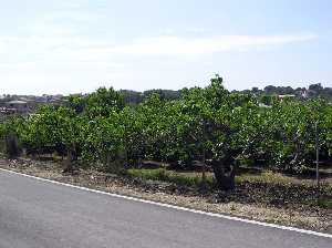 Huertos de Higueras