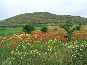 Flores silvestres