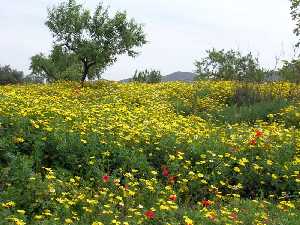 Margaritas y Almendros