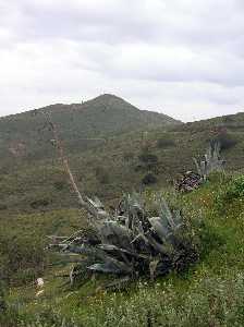 Planta de Pita