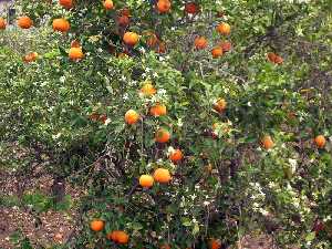 Naranjas 