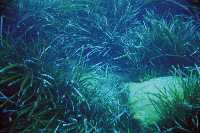 Praderas de Posidonia ocenica