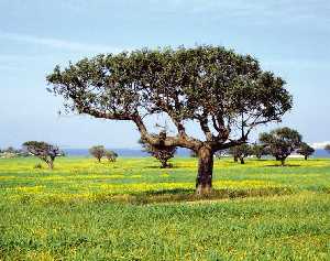 Paisaje Protegido de Espacios Abiertos e Islas del Mar Menor