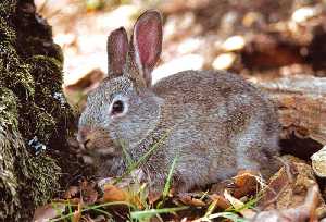 El conejo forma parte de la dieta del guila perdicera