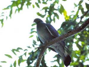 Diversas aves, como las palomas, forman parte de su dieta