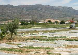 Campo cultivado